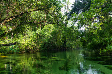 Fototapeta na wymiar Weeki Wachee River, Florida