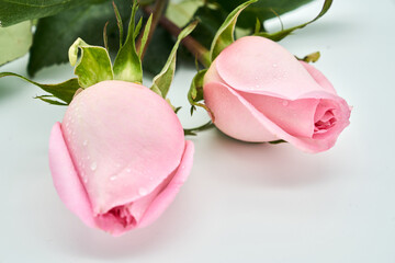 pink roses for valentine