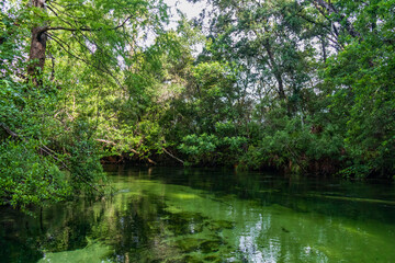Fototapeta na wymiar Weeki Wachee river, Florida