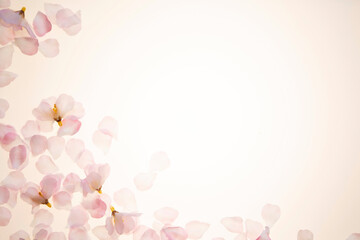 桜の花びら　透過光
