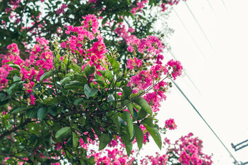 pink flowers in the garden