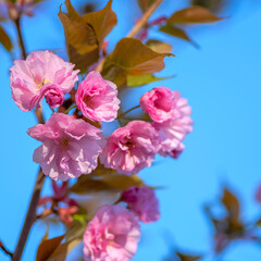 Clustered blooms of cherry branches in the springtime