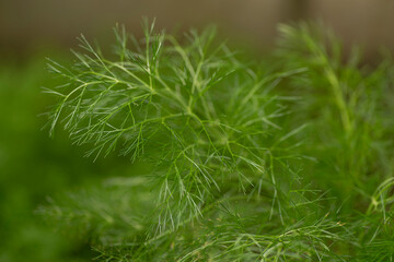 green sprig dill spices