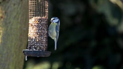 Fototapeta premium Blue Tit feeding from a garden bird feeder, United Kingdom