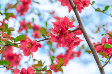 Clustered blooms of Chaenomeles japonica branches in the springtime