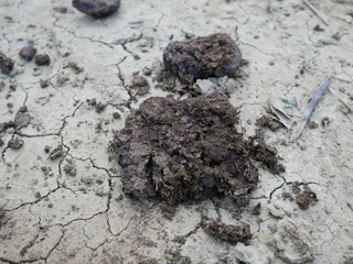 cow shit or cow poop on the ground floor.
