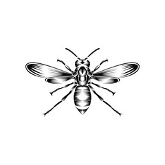 Wasp logo template design vector