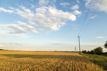 Wide wheat field landscape with sky in clouds. Authentic farm series.