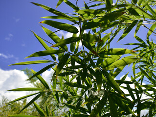 close-up of bamboo leaves with some water droplets, blue sky behind