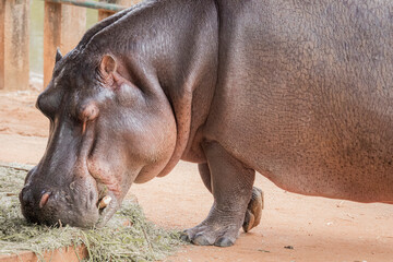 O hipopótamo-comum ou hipopótamo-do-nilo é um mamífero Omnívoro de grande porte da África
