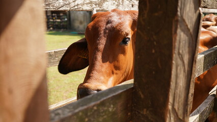 Rostro de la vaca en el establo