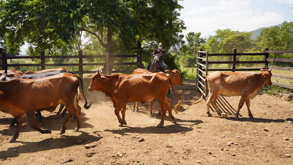 Reba&ntilde;o de ganader&iacute;a en finca