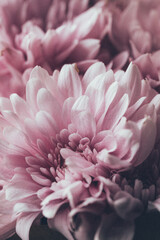 Close up of pastel pink flowers in natural light.