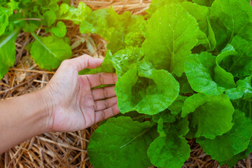 closeup nature view of hand holding Lettuce background