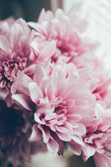 Close up van pastel roze bloemen in natuurlijk licht.