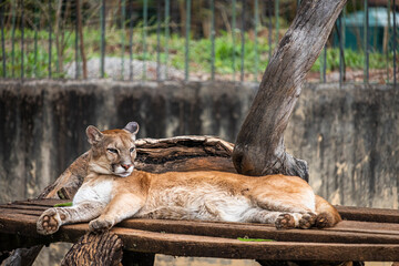 A onça-parda ou puma, também conhecida no Brasil por suçuarana e leão-baio, é um mamífero...