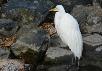 Great Egret, Ardea alba, against a rocky pond bank, seen from behind.