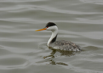 Clark's Grebe in pond.