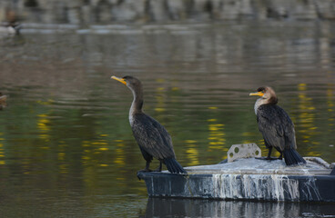 Two Double-crested Cormorant, Phalacrocorax auritus, on a float in a pond.