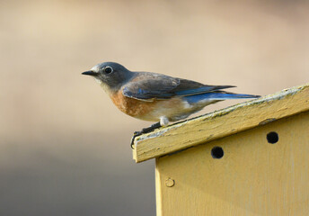 Female Western Bluebird, Sialia mexicana, perched on a nesting box.