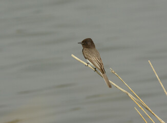 Black Phoebe, Sayornis nigricans, perched on a reed over marsh pond.