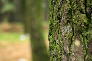 Green Pillow Trees in the Forrest