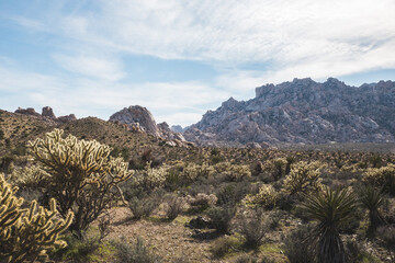 Sunny desert scene in Mojave National Preserve, California