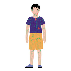 Lymphatic system in human body