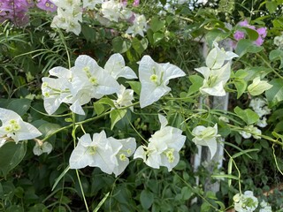 white Bougainvillea flower in nature garden