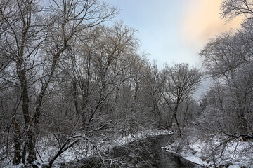 trees in the snow