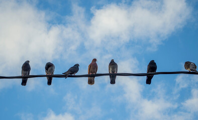 Palomas reposan sobre las cuerdas de la ciudad