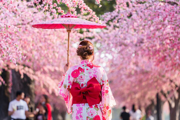 woman in yukata (kimono dress) holding umbrella and looking sakura flower or cherry blossom...