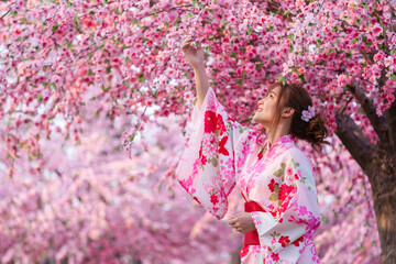 woman in yukata (kimono dress) looking sakura flower or cherry blossom blooming in garden