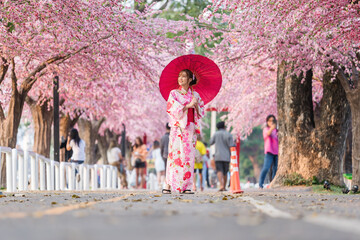 woman in yukata (kimono dress) holding umbrella and looking sakura flower or cherry blossom blooming in garden