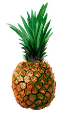 Fototapeta premium Pineapple fruit on white background. Ink and watercolor drawing