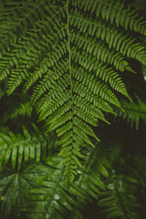 Fern Leaf
