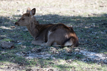 Fototapeta premium Red deer 