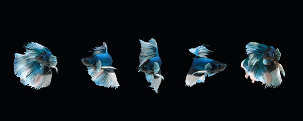Photo collage of green white big ear halfmoon type of betta splendens siamese fighting fish isolated on black color background. Image photo