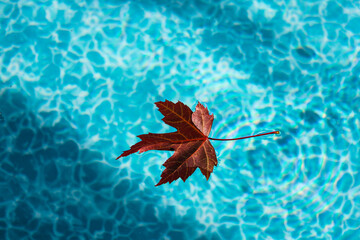Red maple leaf is floating on top of water of a backyard swimming pool - Powered by Adobe