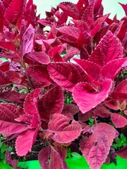 red and green leaves