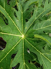 The fresh photo of green leaf of papaya.