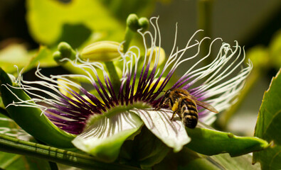 Honey Bee Pollinating a Flower