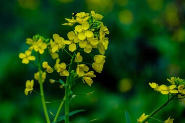 菜の花