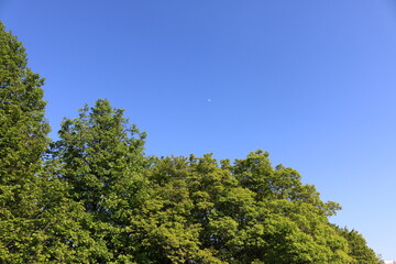 moon in the afternoon, blue sky, summer