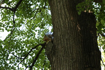 squirrel on a tree in the park in summer