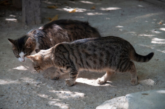 兄弟猫