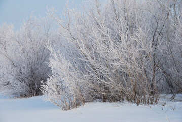 Winter fog in the vicinity of Omsk, Siberia Russia