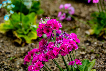 Obraz premium 早春の花