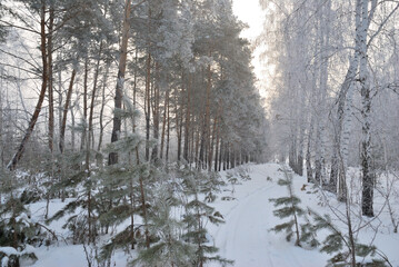 Winter fog in the vicinity of Omsk, Siberia Russia