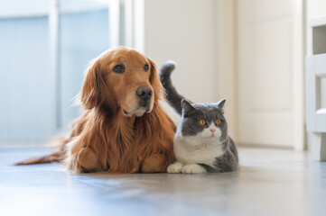 British Shorthair and Golden Retriever